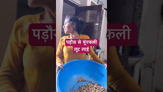 Looti hui moongfali se chikki bnai😋  Easy peanut chikki recipe  ghamu saran shorts cooking [upl. by Atinaw]