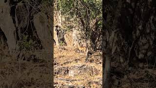 Klipspringer spotted around the Sudwala Caves sudwalacaves mpumalanga travel touristattraction [upl. by Ellienad40]