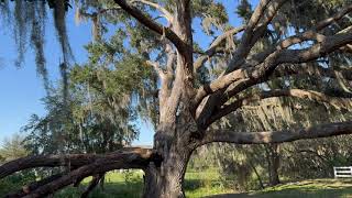 Old Growth Trees  planted by indians [upl. by Nikolas]