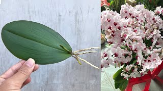 How to propagate Orchidaceae from leaves simply at home [upl. by Ateinotna606]