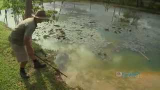 15 foot Hungry Crocodile vs Man with Food Australia Queensland [upl. by Eneli158]