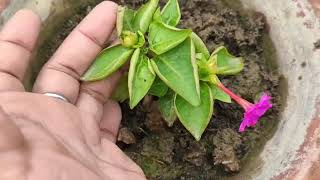 How to grow mirabilis jalapa cutting result [upl. by Joni]