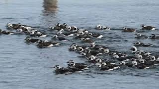 Longtailed Ducks Dive in Unison [upl. by Morven]