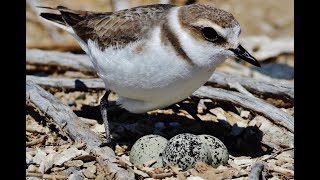 Nest of Kentish Plover Charadrius alexandrinus Θαλασσοσφυριχτής  Cyprus [upl. by Eitirahc]