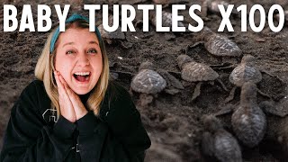 TURTLE HATCHING IN COSTA RICA  A MUST WATCH [upl. by Ocko]