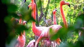 CONABIO Documentales  Reproducción de Aves en cautiverio  Si hay solución 37 [upl. by Gambrill]