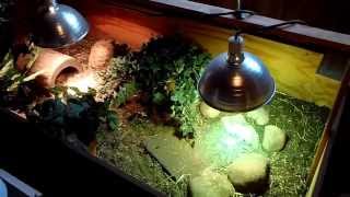 Russian Tortoise Hibernation Tutorial [upl. by Ogg]