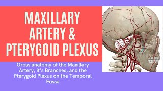 Maxillary Artery Branches and Pterygoid Plexus of the Temporal Fossa Anatomy anatomy [upl. by Retse834]