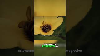 ¡Cuidado con la Abeja Asesina Descubre todo sobre su comportamiento agresivo [upl. by Carnay]