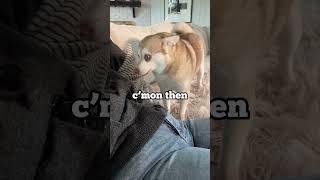 Different Tactics My Dogs Use To Get Neck Scratches [upl. by Arol854]