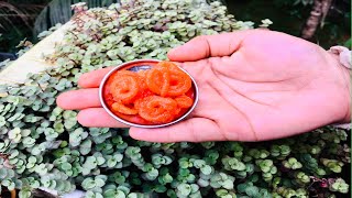 Miniature jalebi  miniature cooking  jalebi [upl. by Dymoke]