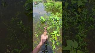 😲Handmade Crossbow Fishing Method Part11🌻 catfish naturalfishing crossbow fishing [upl. by Aneehsit]