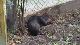 An eating black agouti [upl. by Hedvig]