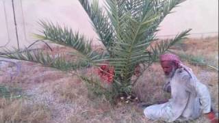 Cropping the Small Dates Tree  Dates Palm Trees Baby Plants How to Separate Dates Palm Offshoots [upl. by Malley]