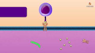 Cytotoxic T Cell  Microbiology and immunology Animations [upl. by Kcirdez]