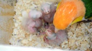 Baby White bellied Caique parrot being feed by Papa [upl. by Rosalind]