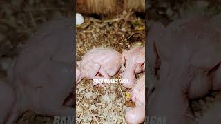 vizagSun corner parrotvizag parrot youtube hens cow pet Bantuanimals farm [upl. by Acino]