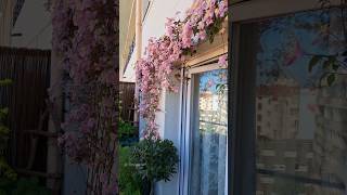 Clematis montana Mayleen in full bloom containergarden balconygarden gardening [upl. by Enyehc958]