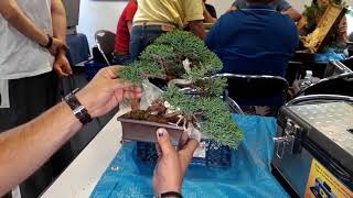 Vlog BCP 02  Préparation exposition  Juniperus Chinensis [upl. by Chatwin]