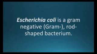 How to pronounce Escherichia coli E coli Pharmcabulary for Memorizing Pharmacology Flashcard [upl. by Tann]