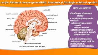 SISTEMUL NERVOSGENERALITĂȚI ANATOMIA ȘI FIZIOLOGIA MĂDUVEI SPINĂRII [upl. by Nevlin]