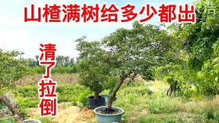 农村大叔清理园子里的山楂树，满树挂果的老盆口，柴火价就卖了。 [upl. by Anaid]