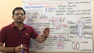 Neurotransmitters  Types of Neurotransmitters in Central Nervous System  Neurotransmission Example [upl. by Ivanna]