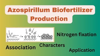 AzospirillumAzospirillum biofertilizerAzospirillum biofertilizer productionAzospirillum Isolation [upl. by Salvatore813]