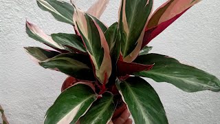 Calathea Triostar Stromanthe Plant Care Tips [upl. by O'Dell]