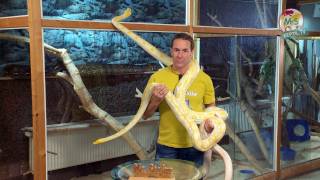 ReptilTV  Folge 36  Riesenschlangen  Teil 1  Pythons [upl. by Sybley]