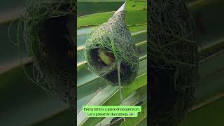 This is How they create a nest that is wind and stormproof nature weavers nest relaxing [upl. by Ivonne]