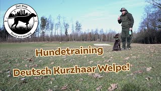 Hundetraining mit Deutsch Kurzhaar Welpe 4 Monate jung [upl. by Krahmer744]