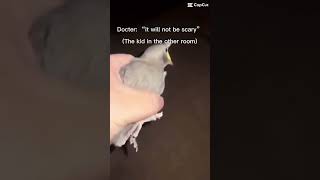 Bird screaming meme bird birdscreaming meme funny [upl. by Zel]