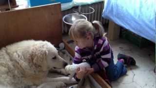 Kuvasz Welpen 3 Tage alt [upl. by Ettevram]