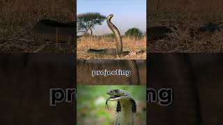 How do cobras spit their venom animals wildanimals wildlife [upl. by Salamanca]