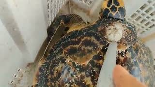 Remove barnacles from seaturtle removebarnacles [upl. by Soma]