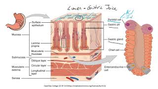 HSCI 4590 Histology general histology of the stomach [upl. by Euqnom463]