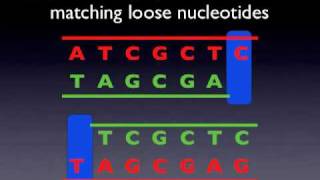 DNA Replication Animation [upl. by Ark685]