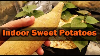 How To Grow Sweet Potatoes Indoors [upl. by Eilraep887]