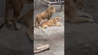 どいてほしいな〜と強行なオリトパパ😅【旭山動物園ライオン】 ライオン 旭山動物園 動物 shorts [upl. by Ahseekan]