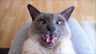 Sweet CrossEyed Siamese Cat Playing amp Talking 猫  シャム [upl. by Rogerg]