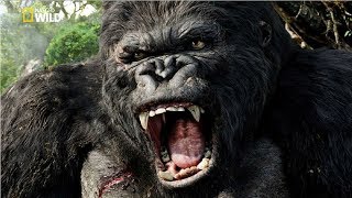 National Geographic Documentary  Mountain Gorilla  BBC Nat Geo Wild [upl. by Eveam]