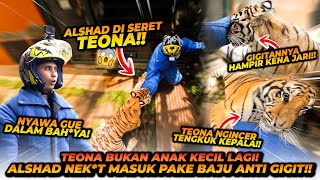 ALSHAD DI SERET TEONA DI KANDANG HARIMAU  SUDAH DI BATAS MAKSIMAL ALSHAD [upl. by Ailedroc]