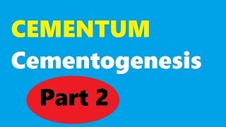 Cementum Part 2 Cementogenesis [upl. by Quick]