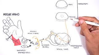 PAIN Physiology  The Ascending Pathway Descending Pain Pathway and the Substantia Gelatinosa [upl. by Larue]