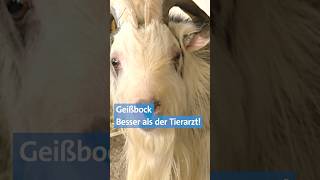 🐐 Das kann der Geißbock  vielleicht besser als der Tierarzt  Landwirtschaft  BR shorts [upl. by Suiradel412]