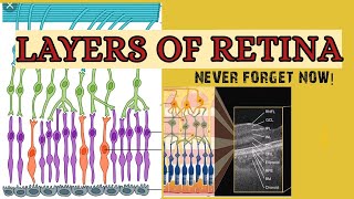 LAYERS OF RETINA [upl. by Maloney]