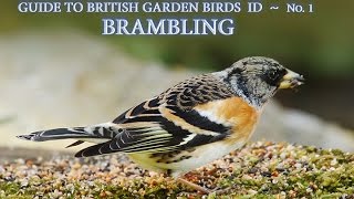 Guide to the ID of British Garden Birds  No1  BRAMBLING [upl. by Eirrol]