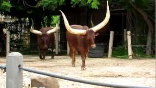 Ankole Cattle Feeding at the Houston Zoo [upl. by Adriaens]