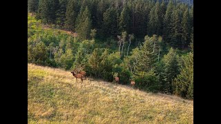 THE HERD  Running Elk Ranch [upl. by Yaluz495]